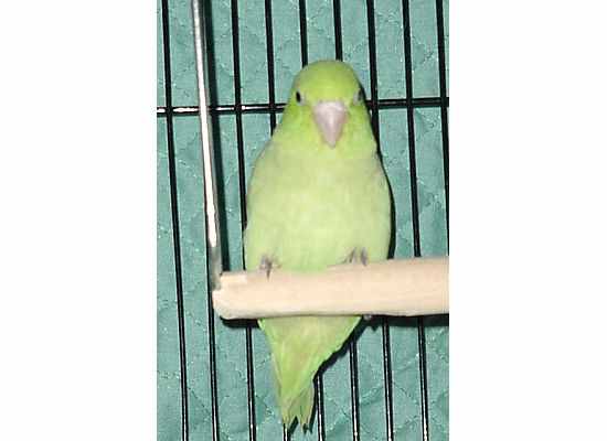 sweet+peas+first+pic1