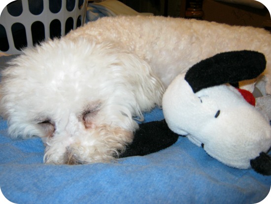Delia+and+snoopy+sleeping1