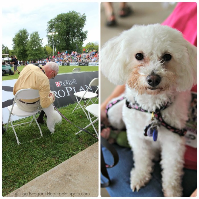 Delia-making-friends-at-the-Incredible-Dog-Challenge