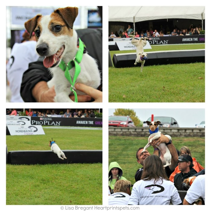 IDC-Jack-Russell-Hurdle-Racing-2