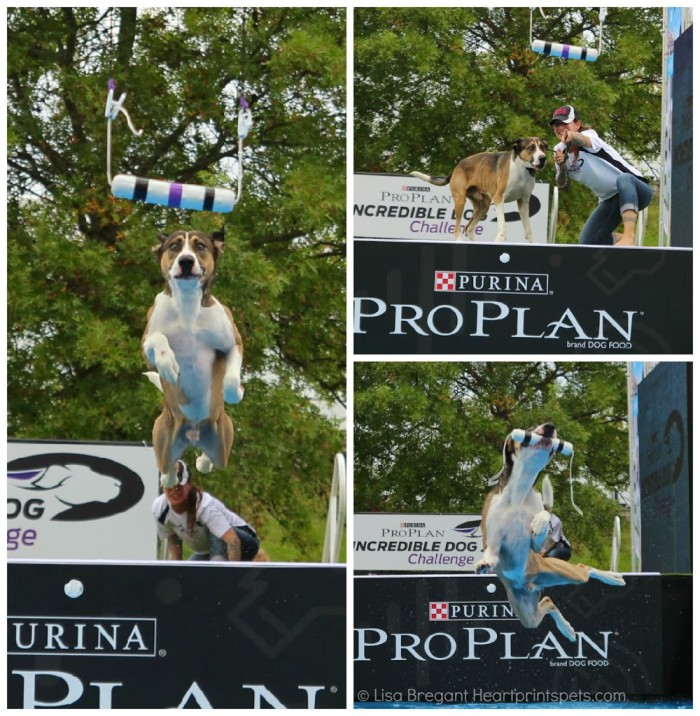IDC-Nathan-Jr-Fetch-It-Competition