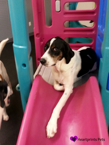 Biscuit relaxing on the slide at doggie daycare.