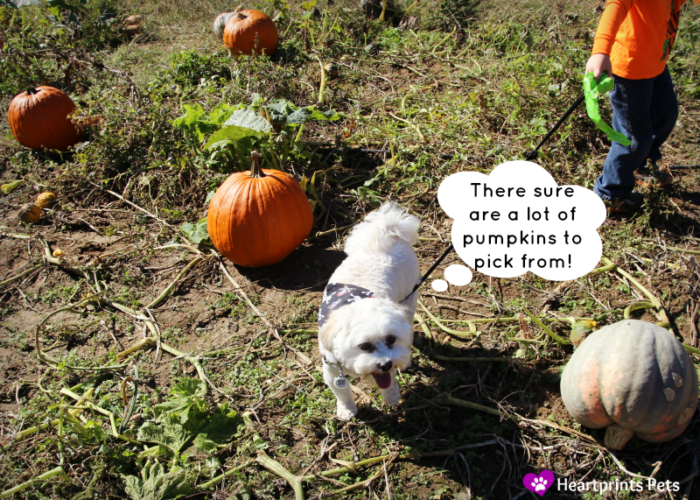chewy-picking-his-pumpkin