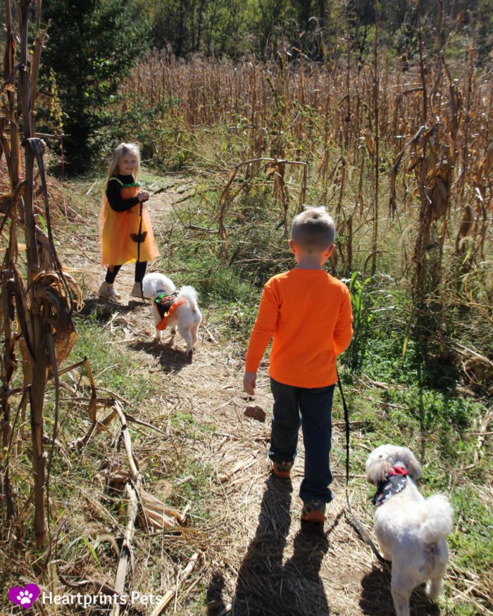 St. Louis Pet Friendly pumpkin patch and corn maze