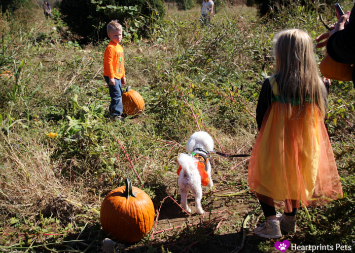 delia-and-kids-in-pumpkin-patch