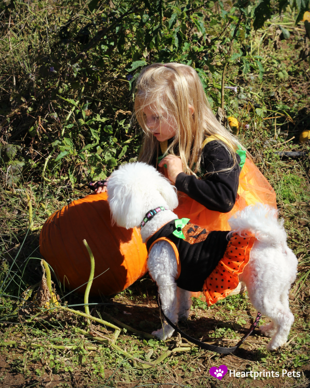 pet friendly pumpkin patch and corn maze