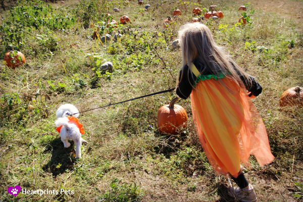 Delia exploring a pet friendly pumpkin patch