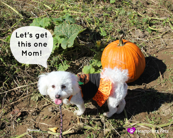 delia-picks-her-pumpkin