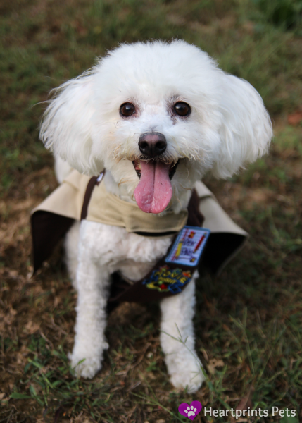 pupscout-troop-314-leader-delia